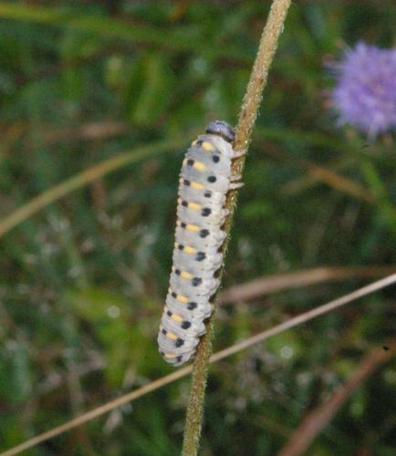 Abia nitens